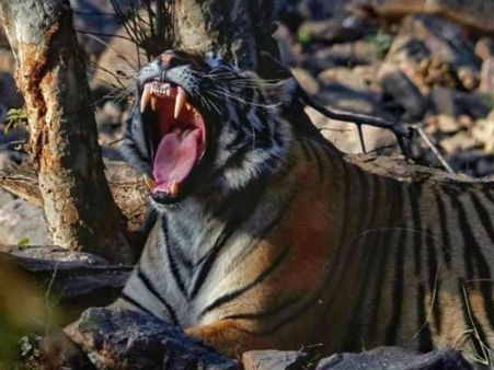 ರಣಥಂಬೋರ್ ಕಾಡಿನ ರಾಣಿ 'ಆರೋ ಹೆಡ್'ಳ ರೋಚಕ ಕಥೆ..