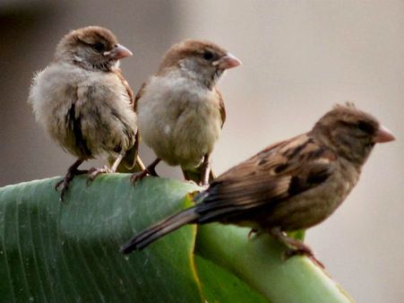 ಗುಬ್ಬಚ್ಚಿಗಳ ಜೊತೆ ಆಟವಾಡಿದ ಬಾಲ್ಯದ ನೆನಪುಗಳು