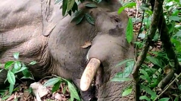 ಬಾಳುಗೋಡು ಅರಣ್ಯದಲ್ಲಿ ಗಾಯಗೊಂಡಿದ್ದ ಆನೆ ಸಾವು