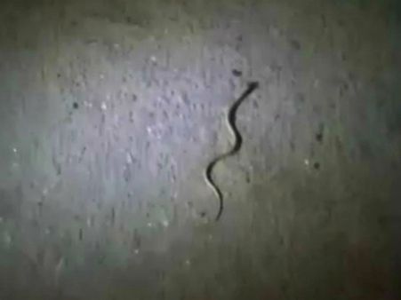 ಕಟೀಲಿನಲ್ಲಿ ಕಾಣಿಸಿಕೊಂಡ ಅತಿ ಅಪರೂಪದ ಕೃಷ್ಣ ಸರ್ಪ!