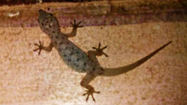 ನಾಗ್ಪುರ್: ಹಲ್ದೀರಾಮ್ಸ್ ವಡಾ ಸಾಂಬಾರಿನಲ್ಲಿ ಸತ್ತ ಹಲ್ಲಿ ಪತ್ತೆ