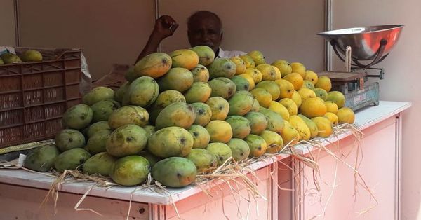 ಮೈಸೂರಿನಲ್ಲಿ ಥರಾವರಿ ಮಾವುಗಳ ದರ್ಬಾರ್