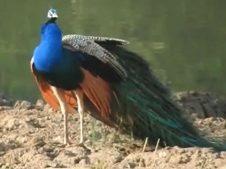 ವಿಡಿಯೋದಲ್ಲಿ ಸೆರೆಯಾಯ್ತು ನವಿಲುಗಳ ಪ್ರೇಮ ಸಂಭಾಷಣೆ!