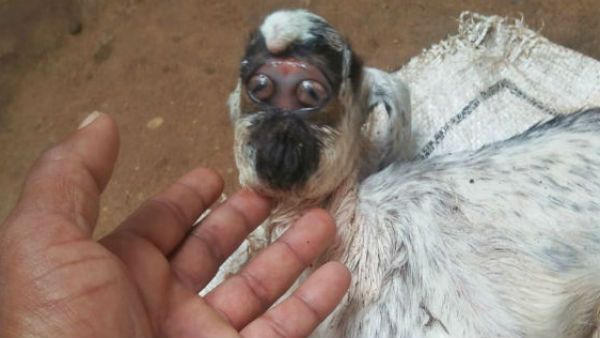 ಮೈಸೂರಿನಲ್ಲಿ ಮನುಷ್ಯನ ಮುಖವನ್ನೇ ಹೋಲುವ ಆಡಿನ ಮರಿ