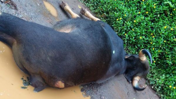 ಜೋತುಬಿದ್ದ ವಿದ್ಯುತ್ ತಂತಿ ತಗುಲಿ ಕಾಡುಕೋಣ ಸಾವು