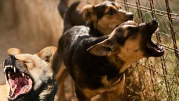 ಮೈಸೂರಿನಲ್ಲಿ ಬೀದಿ ನಾಯಿಗಳಿಗೂ ಸಿಗಲಿದೆ ಮಾನಸಿಕ ಚಿಕಿತ್ಸೆ