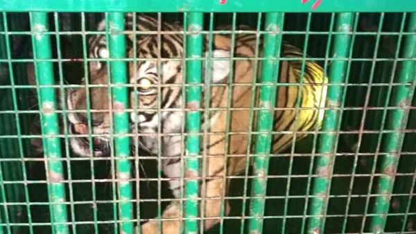 ರೈತರಲ್ಲಿ ಭಯ ಹುಟ್ಟಿಸಿದ್ದ ಹುಲಿ ಬೋನಿಗೆ ಬಿತ್ತು