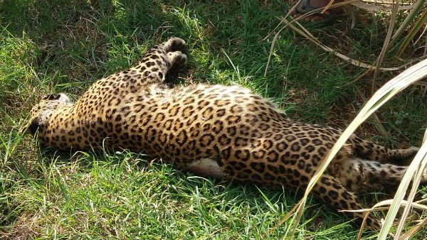 ಮದ್ದೂರು ಬಳಿ ಕಾದಾಟದಲ್ಲಿ ಹೆಣ್ಣು ಚಿರತೆ ಸಾವು