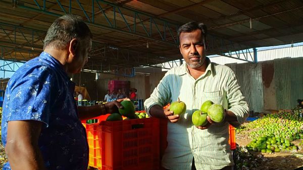 ಬೆಂಬಲ, ಅನುಕೂಲ ಇಲ್ಲದಿದ್ದರೂ ಕೋಲಾರ ಜಿಲ್ಲೆ ಶ್ರೀನಿವಾಸಪುರದಲ್ಲಿ ಮಾವಿನ ಸುಗ್ಗಿ, ಹಿಗ್ಗಿನಲ್ಲಿ ರೈತರು