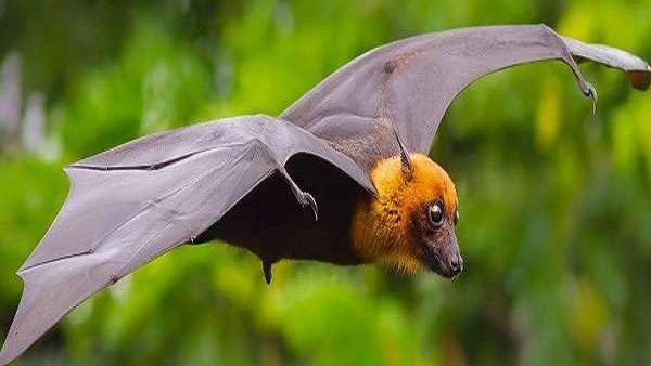 ನಿಪಾಹ್ ವೈರಸ್‌ನಿಂದ ಬಚಾವಾಗಲು ಏನು ಮಾಡಬೇಕು ? ಏನು ಮಾಡಬಾರದು?