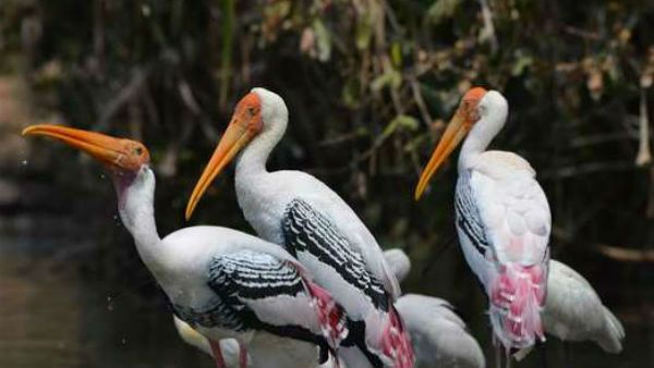 ಇನ್ನು ಮುಂದೆ ರಂಗನತಿಟ್ಟಿನಲ್ಲಿ ವರ್ಷ ಪೂರ್ತಿ ಪ್ರವಾಸಿಗರಿಗೆ ಬೋಟಿಂಗ್ ಅನುಭವ