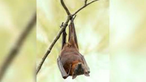 ನಿಪಾಹ್ ವೈರಸ್ ಎಂದರೇನು? ಪತ್ತೆ ಹೇಗೆ, ಲಕ್ಷಣ, ಪರಿಹಾರಗಳು