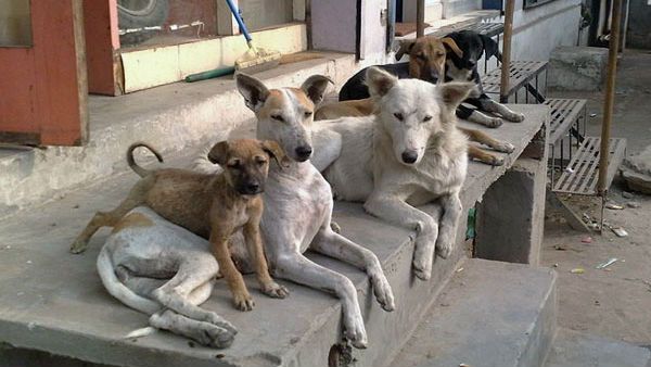 ನಾಯಿಗೆ ಹೆದರಿ ಅಡಗಿ ಕುಳಿತ ವ್ಯಕ್ತಿ: ಕಳ್ಳ ಎಂದು ಗ್ರಾಮಸ್ಥರು ಮಾಡಿದ್ದೇನು?