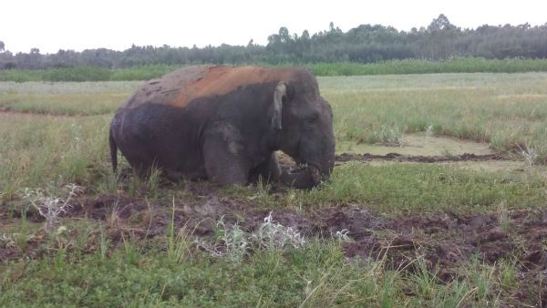 ಮಡಿಕೇರಿ, ಚಾಮರಾಜನಗರದಲ್ಲಿ ಮಿತಿಮೀರುತ್ತಿದೆ ಕಾಡಾನೆ ಹಾವಳಿ