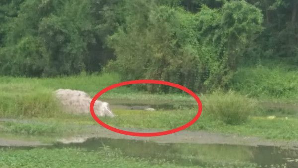 ಶಿಂಷಾನದಿಯಲ್ಲಿ ಮೊಸಳೆ ಪ್ರತ್ಯಕ್ಷ: ಗ್ರಾಮಸ್ಥರಲ್ಲಿ ಆತಂಕ