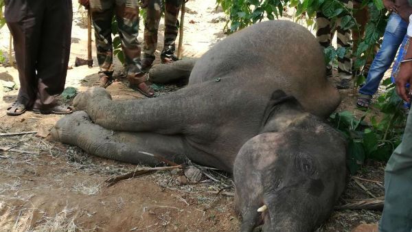 ಎಚ್.ಡಿ ಕೋಟೆ ಬಳಿ ಅನುಮಾನಾಸ್ಪದವಾಗಿ ಆನೆ, ಚಿರತೆ ಸಾವು