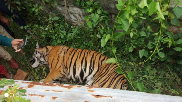 ಬಂಡೀಪುರ ಹುಲಿ ಸಂರಕ್ಷಿತ ಪ್ರದೇಶದಲ್ಲಿ ಹೆಣ್ಣು ಹುಲಿ ಶಂಕಾಸ್ಪದ ಸಾವು