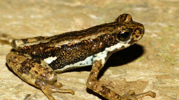 ಉಡುಪಿಯಲ್ಲಿ ಅಳಿವಿನಂಚಿನಲ್ಲಿರುವ ಮಲಬಾರ್ ಟ್ರೀ ಟೋಡ್ ಕಪ್ಪೆ ಪ್ರಬೇಧ ಪತ್ತೆ
