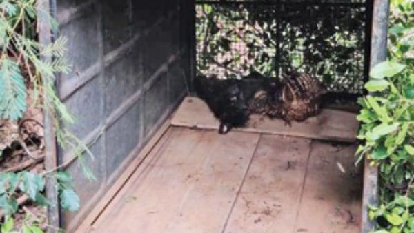 ಆರ್ ಎಫ್ ಒ ಮೇಲೆ ದಾಳಿ ನಡೆಸಿದ ಹುಲಿಯ ಸುಳಿವೇ ಇಲ್ಲ