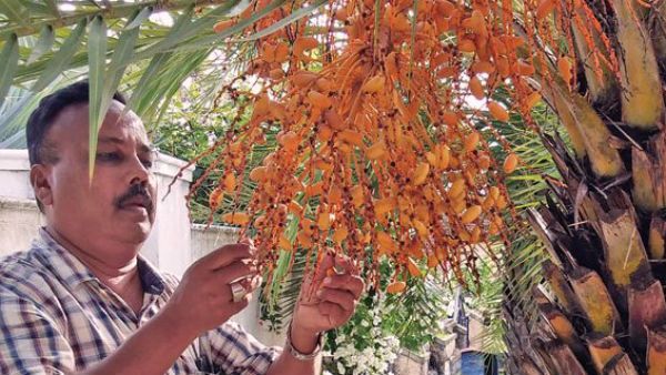 ಕರಾವಳಿಯಲ್ಲೂ ಖರ್ಜೂರ ಬೆಳೆದ ಸಾದಿಕ್