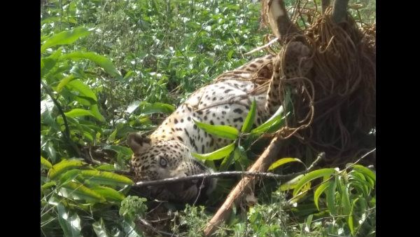 ಉರುಳು ಇಟ್ಟಿದ್ದು ಕಾಡುಹಂದಿಗೆ, ಸತ್ತಿದ್ದು ಚಿರತೆ‌
