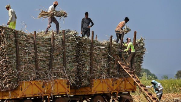 ನೆನಪನ್ನು ಹಸಿರಾಗಿಸುವ ಸಂಕೇಶ್ವರದ ಸಕ್ಕರೆ ಕಾರಖಾನೆಯ ಭವ್ಯ ಚಿತ್ರಣ