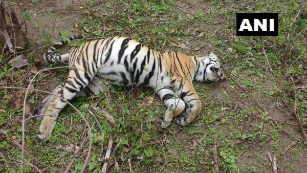 ಚಂದ್ರಾಪುರ ಜಿಲ್ಲೆಯಲ್ಲಿ ಹೆಣ್ಣು ಹುಲಿ, ಎರಡು ಹುಲಿ ಮರಿಗಳ ಕಳೇಬರ ಪತ್ತೆ