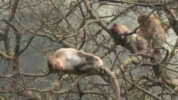 ಹಸಿವಿನಿಂದ ಕಂಗಾಲಾದ ಮಂಗಗಳು; ಚಾರ್ಮಾಡಿ ಘಾಟ್ ರಸ್ತೆಯಲ್ಲಿ ಮನಕಲಕುವ ದೃಶ್ಯ