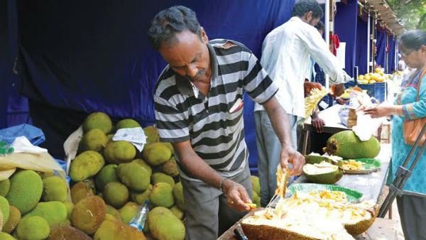 ಹಲಸಿನ ಹಣ್ಣಿನ ಚಾಕೋಲೇಟ್: ಕೊಕೊ ನಂತರ ಕ್ಯಾಂಪ್ಕೋ ಹೊಸ ಸಾಹಸ