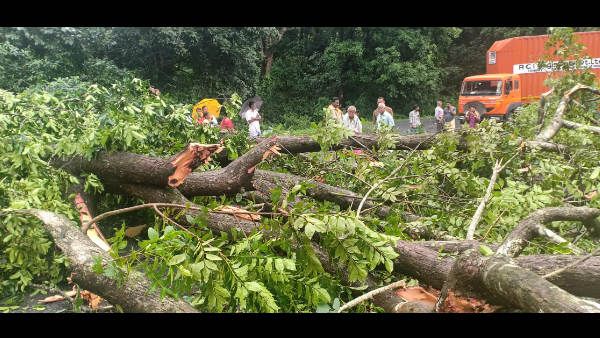 ಶಿರಾಡಿ ಘಾಟ್ ನಲ್ಲಿ ರಸ್ತೆಗೆ ಉರುಳಿದ ಮರಗಳು; ವಾಹನ ಸಂಚಾರ ಬಂದ್