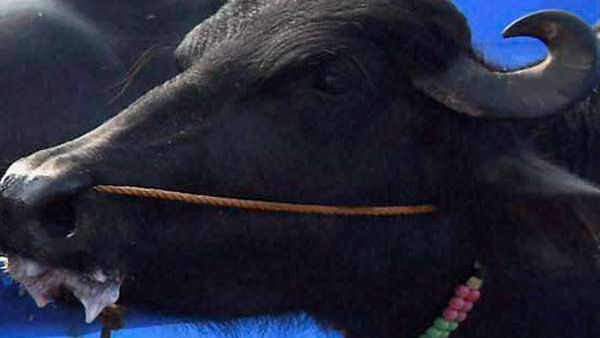 ಲಂಚ ಕೇಳಿದ ತಹಶೀಲ್ದಾರ್ ಕಾರಿಗೆ ಎಮ್ಮೆ ತಂದು ಕಟ್ಟಿದ ರೈತ