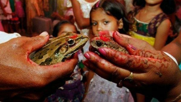 ನಿಲ್ಲುತ್ತಿಲ್ಲ ಮಳೆ; ಎರಡು ತಿಂಗಳ ಹಿಂದೆ ಮದುವೆಯಾಗಿದ್ದ ಕಪ್ಪೆಗಳಿಗೆ ಡಿವೋರ್ಸ್!