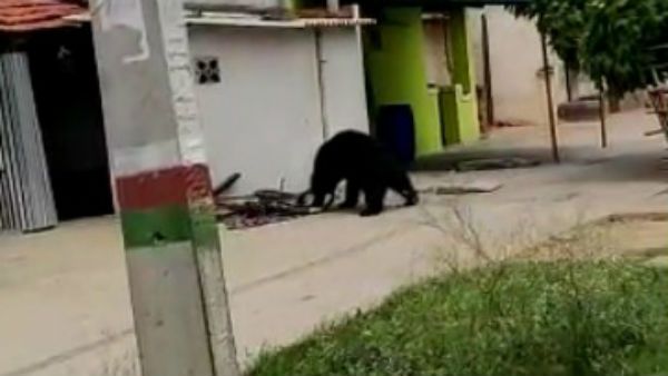 ಪ್ರಾಣಿ ಸಂಗ್ರಹಾಲಯ ಸೇರಿದ ದಳವಾಯಿಕಟ್ಟೆ ಕರಡಿ; ಅಸಹಾಯಕ ಅರಣ್ಯ ಇಲಾಖೆ