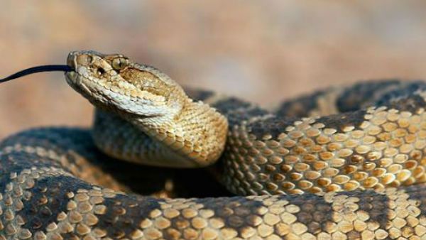 ಫೋನಿನಲ್ಲಿ ಮಾತನಾಡುತ್ತ ಹಾವಿನ ಮೇಲೆ ಕೂತು ಸಾವಿಗೀಡಾದ ಮಹಿಳೆ!