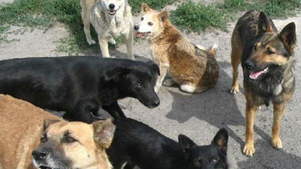 ನಿಮ್ಹಾನ್ಸ್ ಆಸ್ಪತ್ರೆಯಲ್ಲಿ ಬೀದಿ ನಾಯಿ ಹಾವಳಿ: ನಿಯಂತ್ರಣದ ಭರವಸೆ ಕೊಟ್ಟ ಬಿಬಿಎಂಪಿ