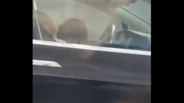 ವೈರಲ್ ವಿಡಿಯೋ: ಏನಾಶ್ಚರ್ಯ, ಡ್ರೈವರ್ ನಿದ್ದೆಹೋದರೂ ಓಡುತ್ತಿತ್ತು ಕಾರು!