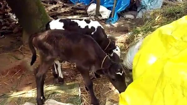 ಅವಳಿ ಕರುಗಳಿಗೆ ಮನೆಯವರಿಟ್ಟ ಹೆಸರೇ ಹೇಳುತ್ತಿದೆ ಗಾಂಧಿಪ್ರೇಮದ ಕಥೆಯನ್ನು...