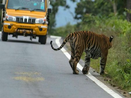 ಬಂಡೀಪುರ ರಸ್ತೆಯಲ್ಲಿ ಸಂಚಾರ ನಿಷೇಧ ತೆರವಿನ ಹಿಂದೆ ರಾಜಕೀಯ ದುರುದ್ದೇಶ