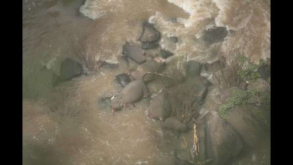 ಜಲಪಾತದೊಳಗೆ ಬಿದ್ದು 11 ಆನೆಗಳ ದಾರುಣ ಸಾವು: ಹೃದಯ ಕಲಕುವ ಘಟನೆ