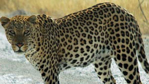 ತಮ್ಮನನ್ನು ಚಿರತೆಯಿಂದ ಕಾಪಾಡಿದ 11 ವರ್ಷದ ಬಾಲಕಿ