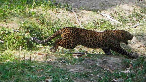 ತುಮಕೂರಿನ ಬನ್ನಿಕುಪ್ಪೆ ಅರಣ್ಯದಲ್ಲಿ ಮಹಿಳೆಯನ್ನು ಕೊಂದು ತಿಂದಿರುವ ಚಿರತೆ