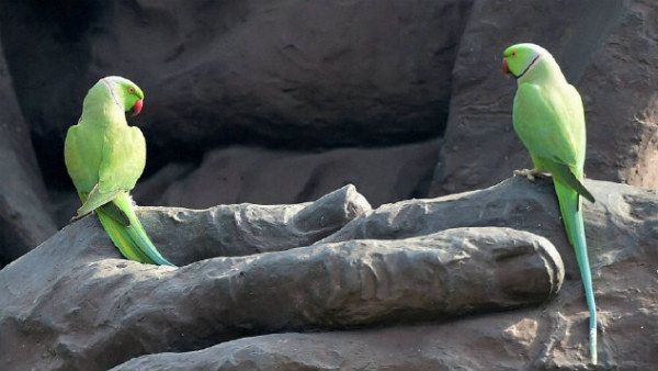 ದೆಹಲಿ ಕೋರ್ಟ್ ಮುಂದೆ 13 ಗಿಳಿಗಳನ್ನು ಹಾಜರುಪಡಿಸಿದ್ದೇಕೆ?