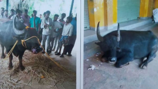 ಜಗಳ ಬಿಡಿಸಲು ದೇವರ ಕೋಣಕ್ಕೆ ಡಿಎನ್‌ಎ ಪರೀಕ್ಷೆ ಮಾಡಿಸಿದ ಪೊಲೀಸರು