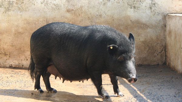 ದಾವಣಗೆರೆಯಲ್ಲಿ ಹಂದಿ ಕಾಟ: ಹೈಕೋರ್ಟ್ ತೀರ್ಪಿಗೆ ಸುಪ್ರೀಂನಿಂದ ತಡೆ