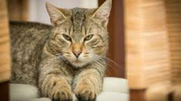 ಝೆನ್ ಕಥೆ: ಎರಡು ಪ್ರಶ್ನೆಗಳು ಮತ್ತು ಗುರು ಕೊಟ್ಟ ಉತ್ತರ