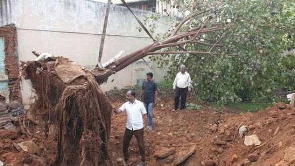 ಅರೆರೆ, ಮೈಸೂರಿನಲ್ಲಿ ಅಲ್ಲಿಂದ ಇಲ್ಲಿಗೆ ಬಂತು ಅರಳಿಮರ!