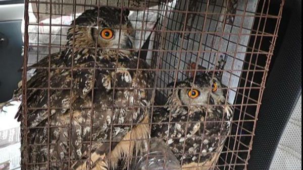 ಗೂಬೆ ಮಾರಾಟದಿಂದ ಲಕ್ಷಾಧಿಪತಿಯಾಗಲು ಹೊರಟರು; ಮುಂದೇನಾಯ್ತು?