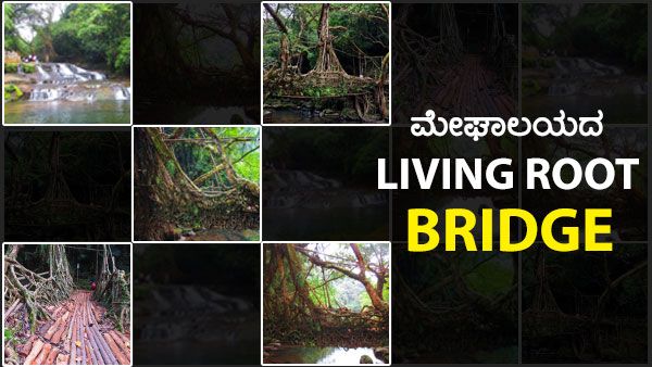ಮೇಘಾಲಯದ ನಿಸರ್ಗ ನಿರ್ಮಿತ ಸೇತುವೆ - ಲಿವಿಂಗ್ ರೂಟ್ ಬ್ರಿಡ್ಜ್