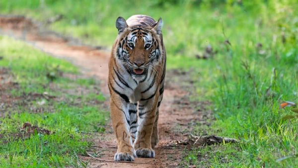 ಇನ್ಮುಂದೆ ಹುಲಿಯನ್ನು 