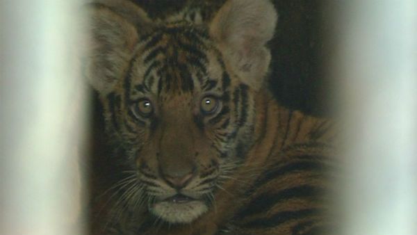 ಪಿಲಿಕುಳಕ್ಕೆ 5 ಮಿನಿ ಟೈಗರ್ಸ್ ಎಂಟ್ರಿ